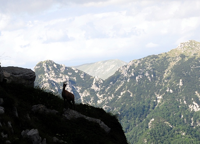Camoscio d''Abruzzo Rupicapra pyrenaica ornata